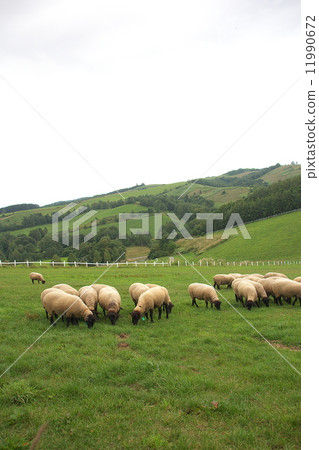 New Year's card material sheep New Year's card material sheep 11990672