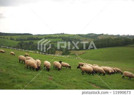 New Year's card material sheep New Year's card material sheep 11990673
