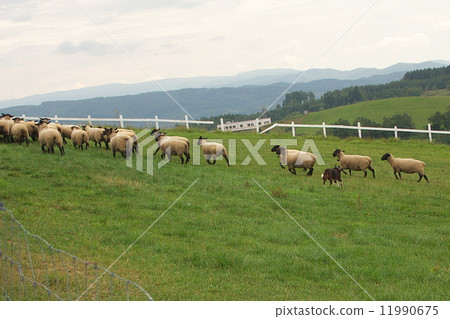 新年的卡材羊 11990675