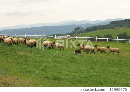 新年的卡材羊 新年的卡材羊 11990676