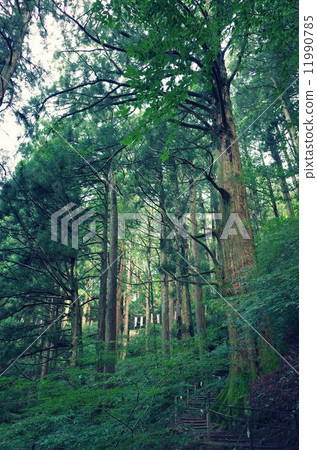 Forest path Forest path 11990785