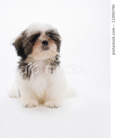 Shih tz indoor dog 11990790