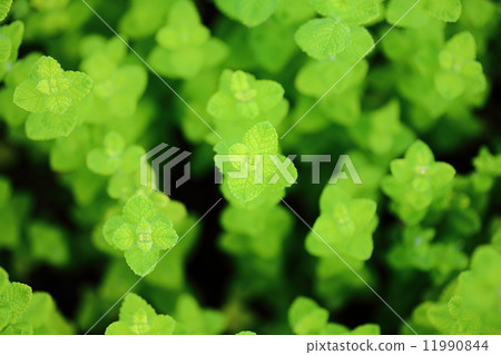 Mackerel in Kitami Mackerel in Kitami 11990844