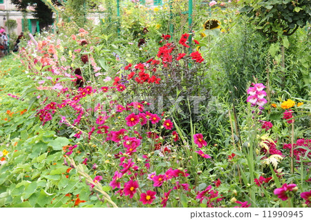 Garden flowers 11990945