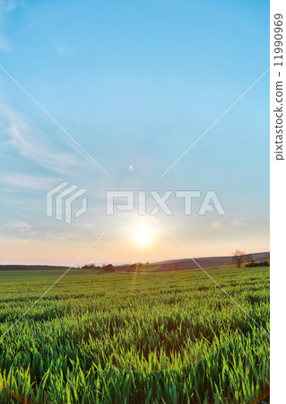 Beautiful plants in a field 11990969