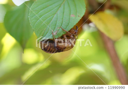 Cicadian shell 11990990