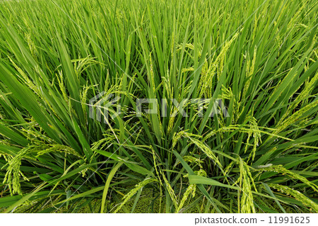 Rice field 11991625
