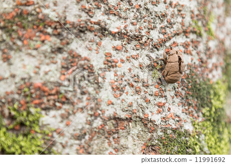 Chestnut pupa 11991692