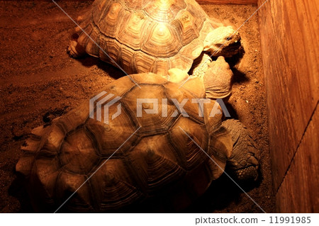 非洲鞭龜 非洲鞭龜 11991985