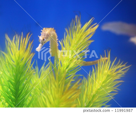 Seahorse Seahorse 11991987