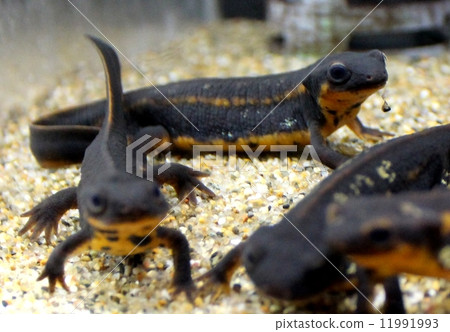 Silicone unique Silicone unique 11991993