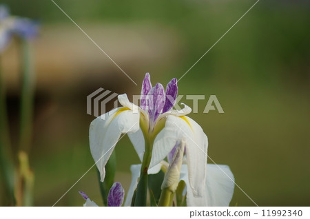 Iris Goko Edogishi Iris Goko Edogishi 11992340