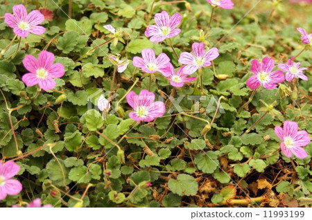 Erodium·Barrierville 11993199