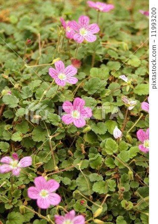 Erodium·Barrierville 11993200