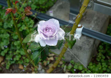 Light purple rose Light purple rose 11993459