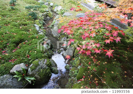 Autumn leaves 11993556