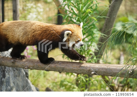 Popular Lesser Panda Popular Lesser Panda 11993654