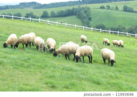 New Year's Card material Hokkaido's sheep 11993696