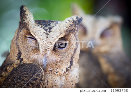 Great homed Owl looking something Great homed Owl looking something 11993768