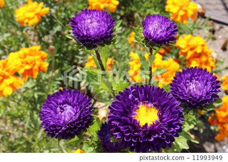 Astor & Mary Gold 11993949