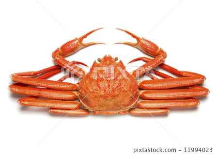 Red Snow crab 11994023