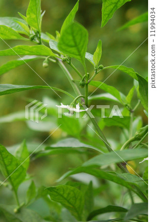 Shishito's flower Shishito's flower 11994034