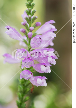 Kctrano Kctrano 11994035