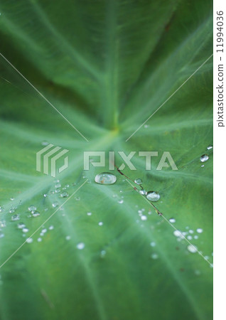 Morning dew of leaves of taro Morning dew of leaves of taro 11994036