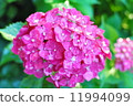  繡球 11994099