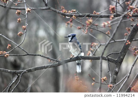 藍傑對開了 11994214