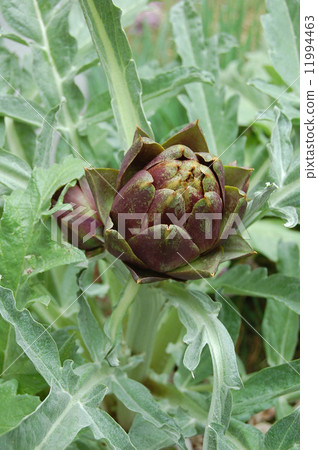 紫色朝鮮薊 11994463