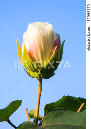 Hibiscus flower 11994510
