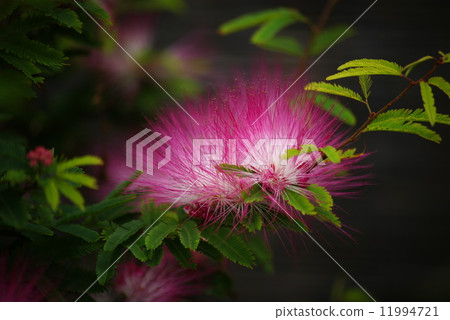 Tokiwa Nemnoki 11994721