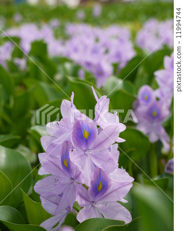 Water hyacinth 11994744