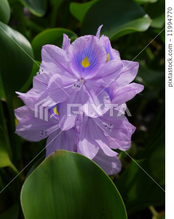 Water hyacinth 11994770