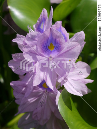 Water hyacinth 11994773