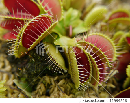 Fly truss Fly truss 11994828