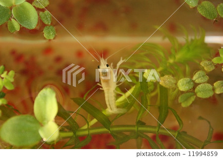 White crayfish 11994859