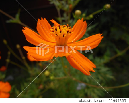 原始的美麗 11994865