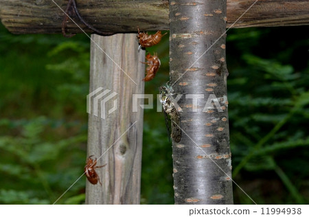 Small shell of Min-Min-gemi and cicada 11994938