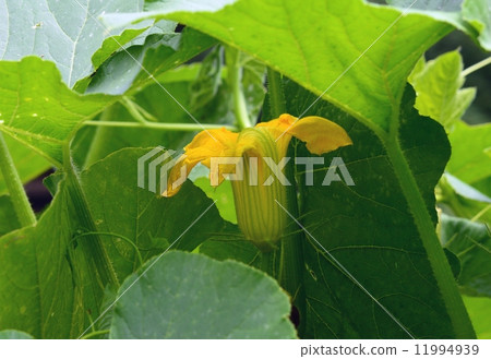 Pumpkin flowers 11994939