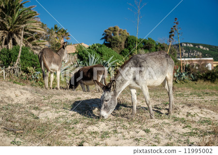 Donkey feeding outdoors 11995002