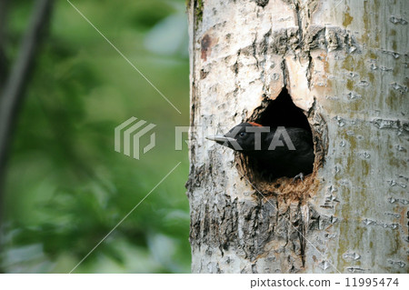 The nesting of the beakerella 11995474