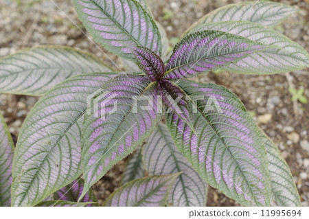 Foliage plant  11995694