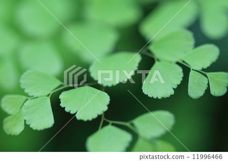 亞洲譚 亞洲譚 11996466