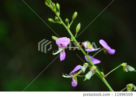 Alecid nisubitohagi 11996509