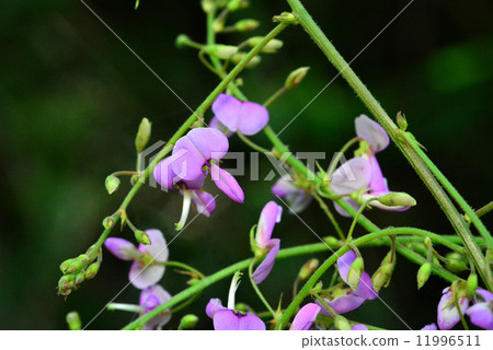 Alecid nisubitohagi Alecid nisubitohagi 11996511