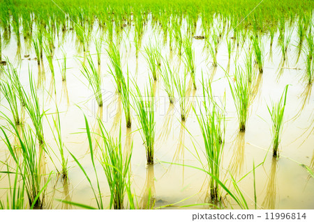 Seedlings rice 11996814