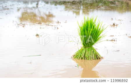 Seedlings rice 11996892