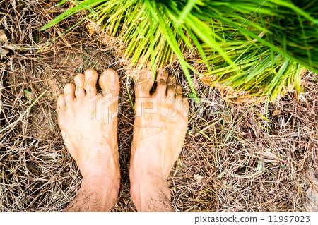 Seedlings rice 11997023